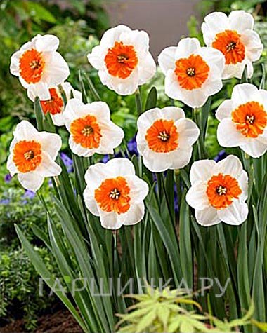 Нарцисс Белла Виста крупнокорончатый 5шт.