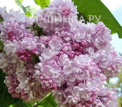 Сирень Бель де Нанси махровая