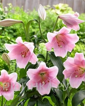 Лилия Белсонг лонгифлорум/ 2 шт