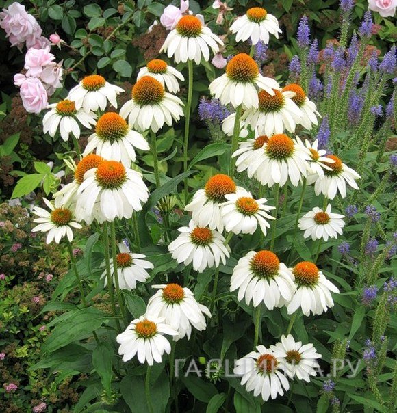 Эхинацея пурпурная Белый лебедь