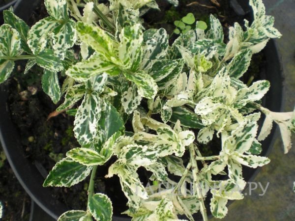 Бересклет Форчуна Арлекин