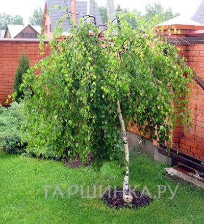 Береза повислая Юнга