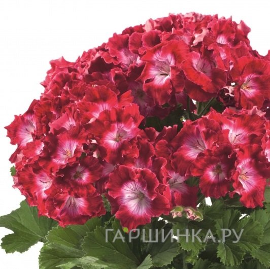 Пеларгония королевская Бермуда Дак Ред