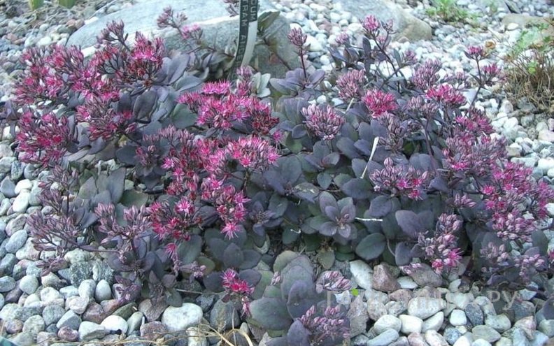 Очиток (седум) Бертрам Андерсон