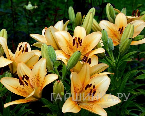 Лилия Бестселлер ЛА- гибрид/2шт