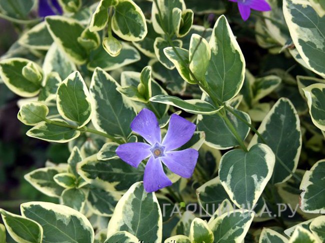 Барвинок большой Вариегата