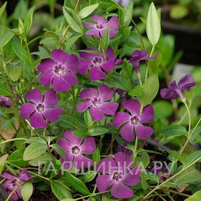 Барвинок Атропурпуреа малый