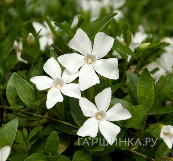 Барвинок малый Гертруда Джекил