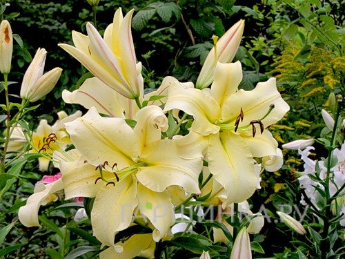 Лилия Биг Бразер ОТ-гибрид /2шт