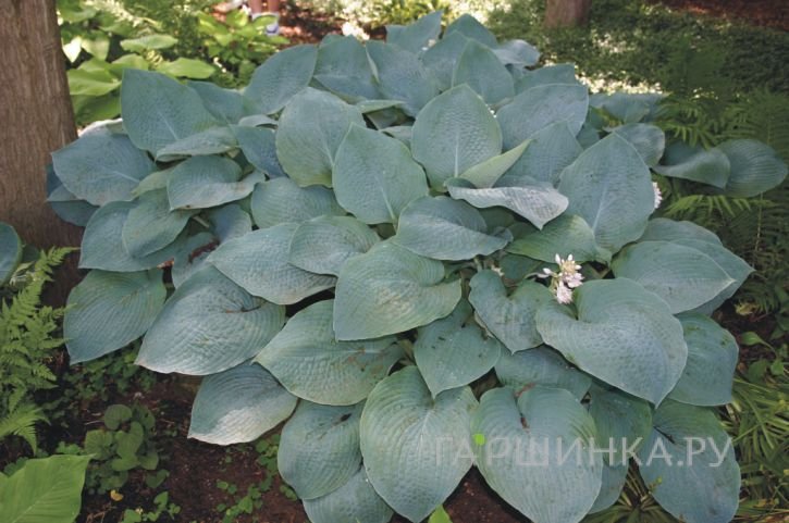 Хоста Биг Мама (L)
