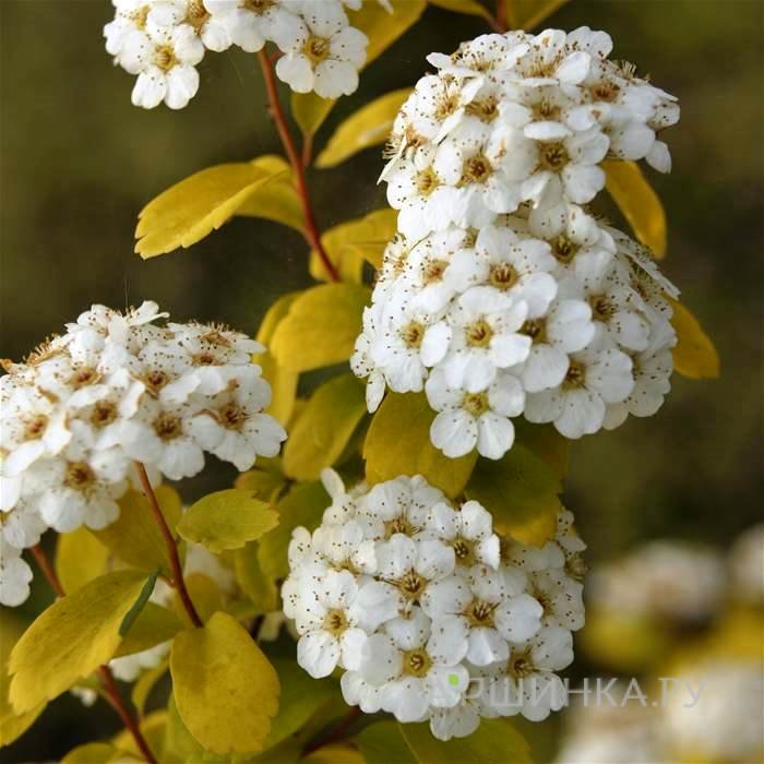 Спирея вангутта Голд Фонтан