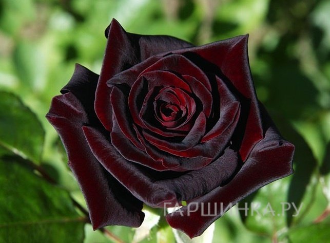 Роза Блэк Баккара чайно-гибридная, Топалович (лиц)