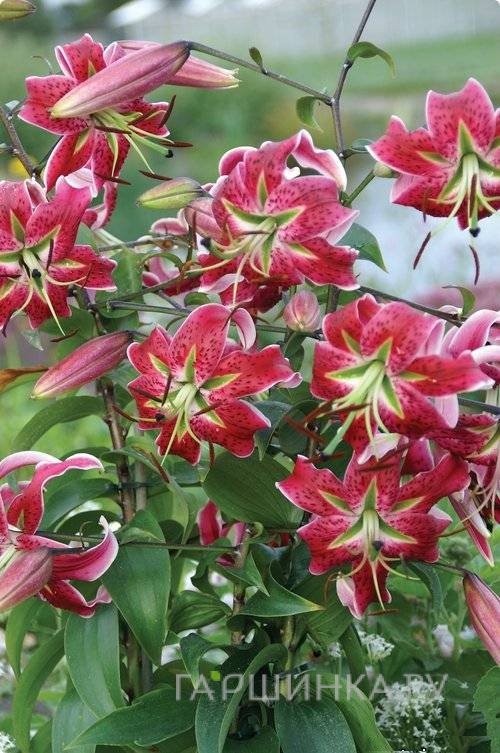 Лилия Блэк Бьюти ОТ-гибрид