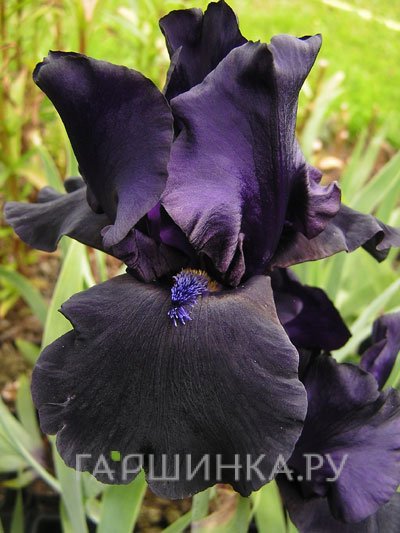 Ирис бородатый Блэк Дракон