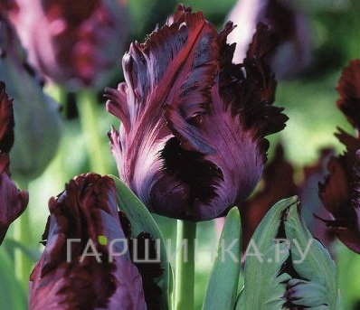 Тюльпан Блэк Пэррот попугайный 5шт