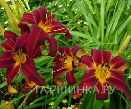 Лилейник Блэк Принц