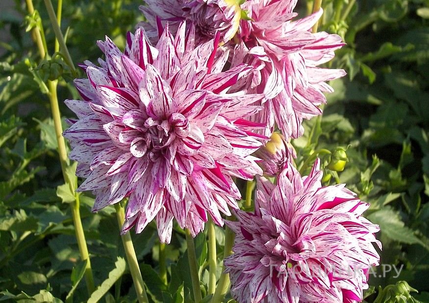 Георгина Блэкберри Рипл кактусовидная