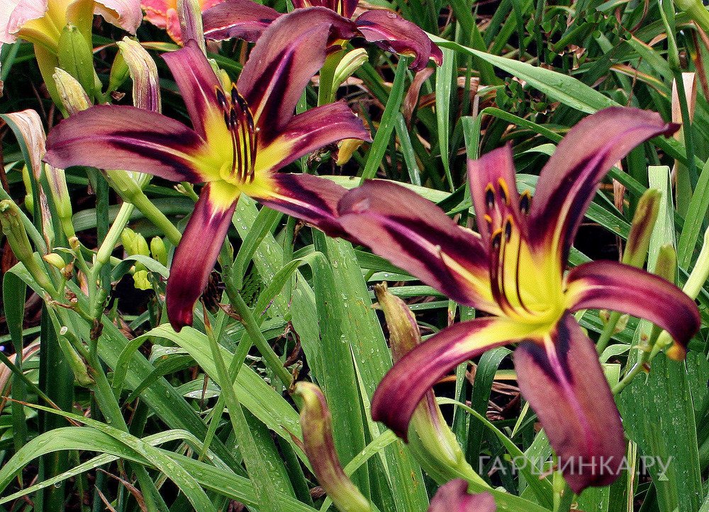 Лилейник-спайдер Блэк Эрроухэд