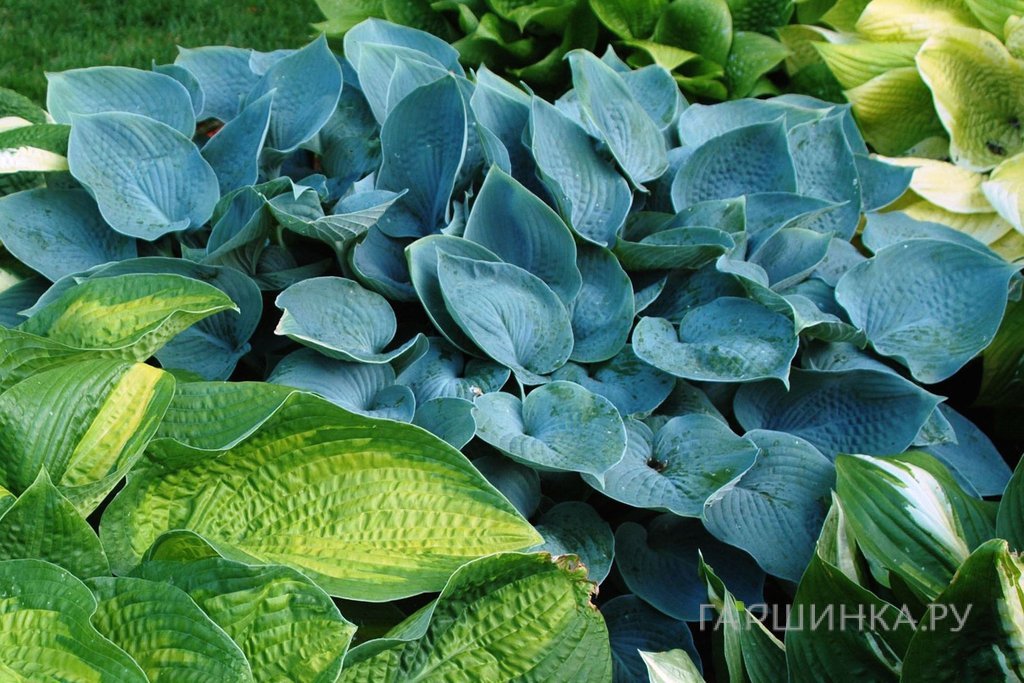 Хоста Хедспен Блу (SM)