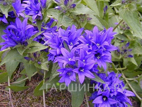 Колокольчик скученный Блю