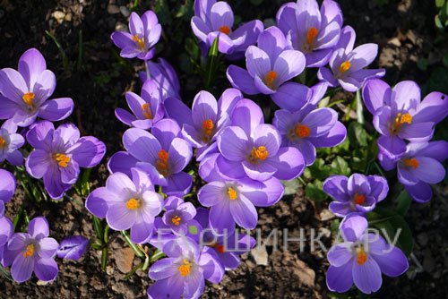Крокус Блю крупноцветковый 10шт.