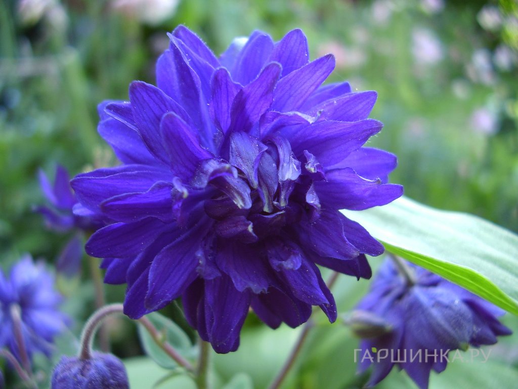 Аквилегия Блу Барлоу