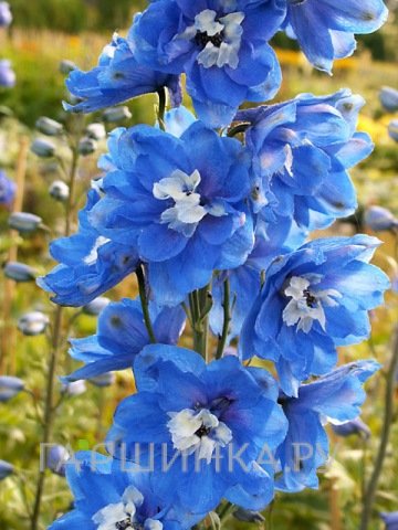 Дельфиниум Пацифик Блю Берд