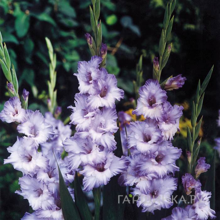 Гладиолус Блю Фрост 5 шт.