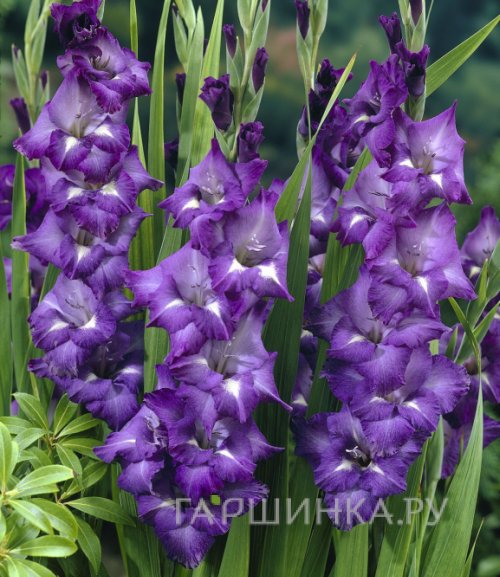 Гладиолус Блю Изл 5 шт