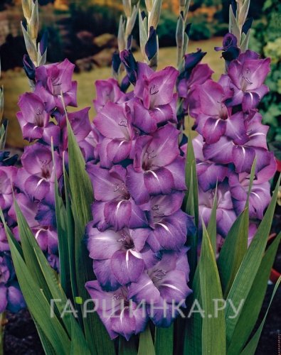 Гладиолус крупноцветковый Блю Мун 7шт.