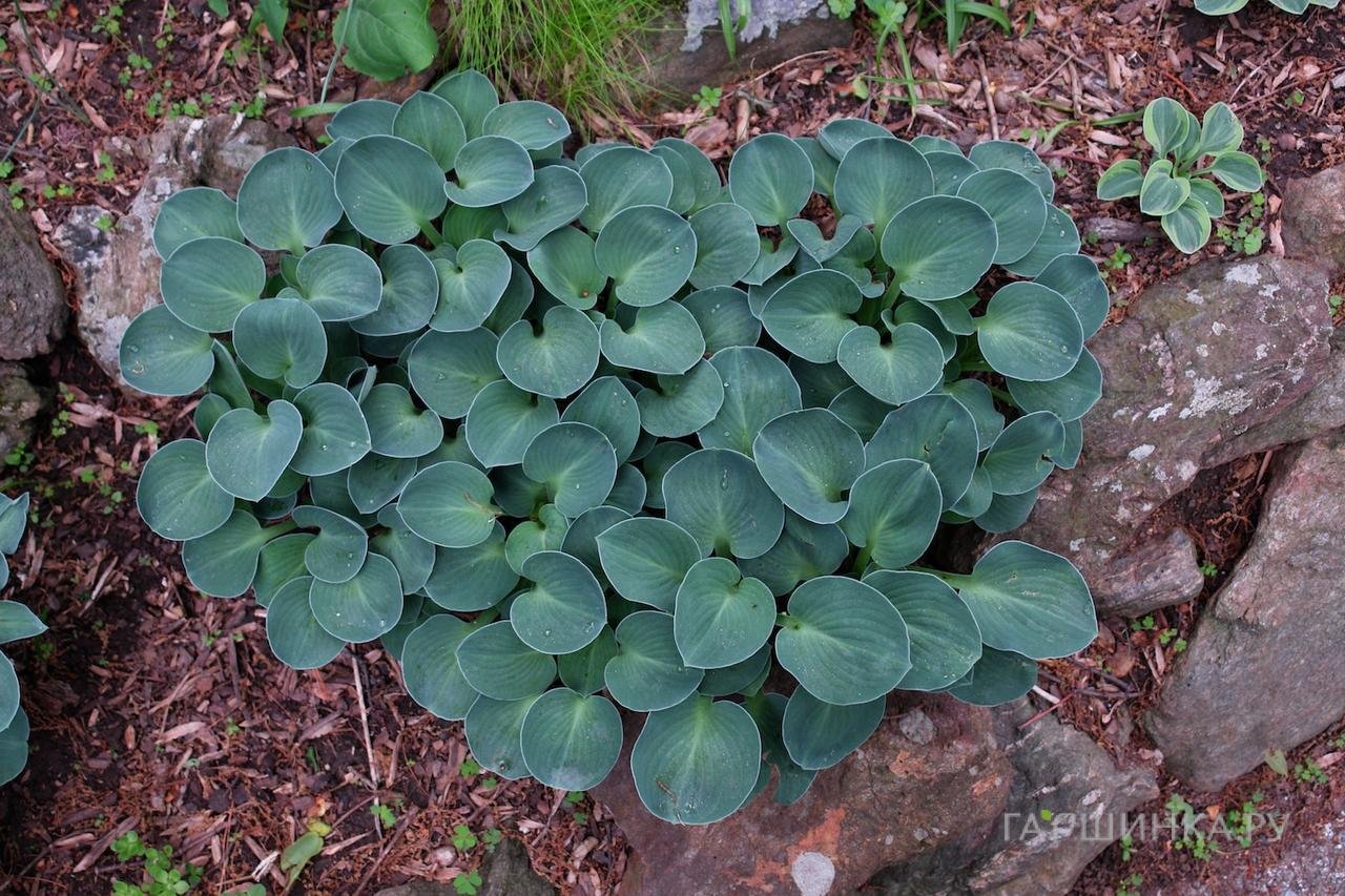 Хоста Блу Маус Иэрз (S)