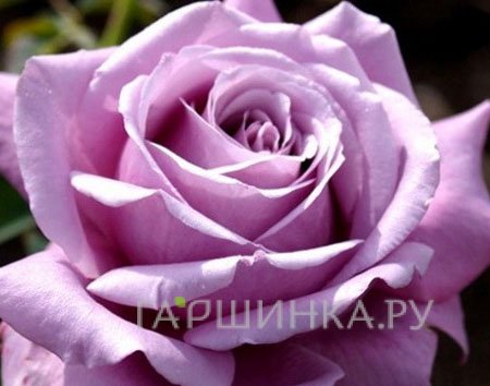 Роза Блу Эссенс чайно-гибридная, Imperial Rose