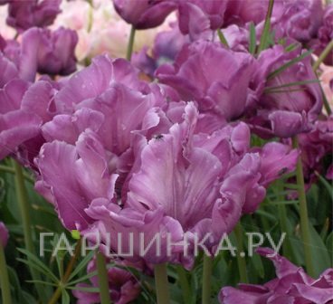 Тюльпан Блу Пэррот попугайный 5шт