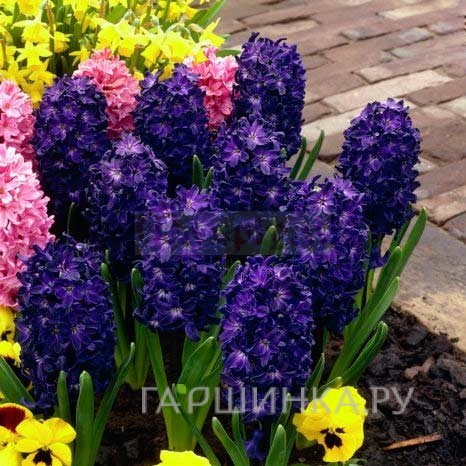 Гиацинт Блю Сапфир темно-синий 2 шт