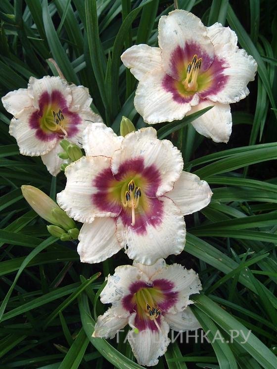 Лилейник Блуберри Кэнди