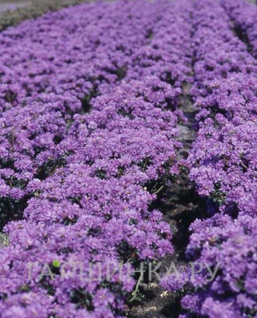 Рододендрон карликовый Blue Wonder