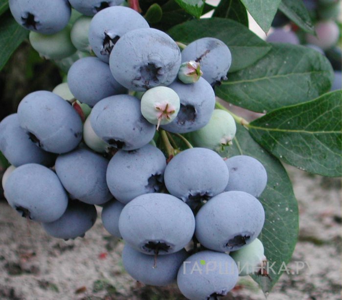 Голубика Блюголд