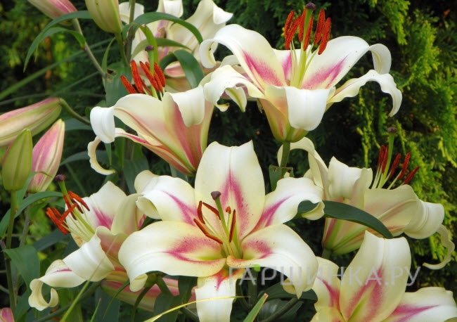 Лилия Бонбини ОТ-гибрид /2шт