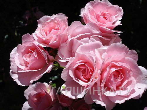 Роза Боника 82, Тантау (лиц)