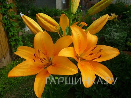 Лилия Бонсуар ЛА-гибрид/2шт