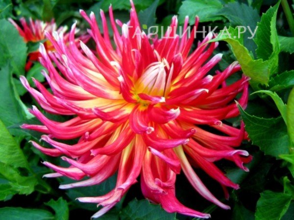 Георгина Бора Бора кактусовидная