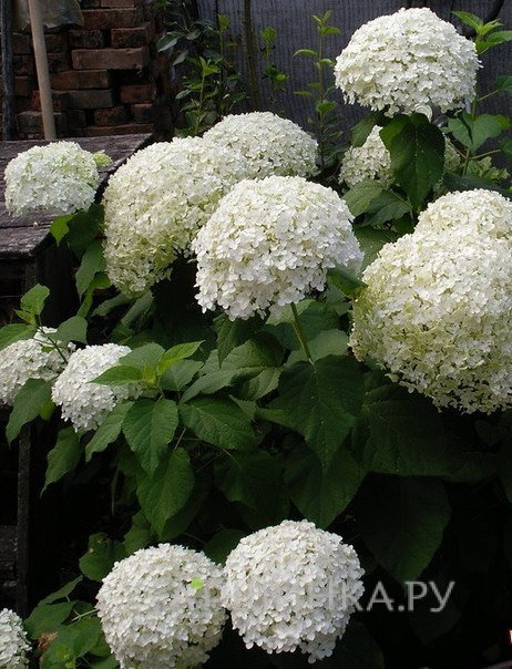 Гортензия Баунти (Щедрая награда) древовидная