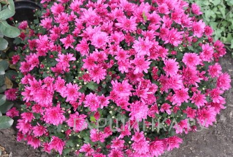 Хризантема мультифлора Бранбич Лилак