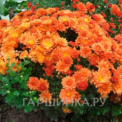 Хризантема мультифлора Бранбич Оранж