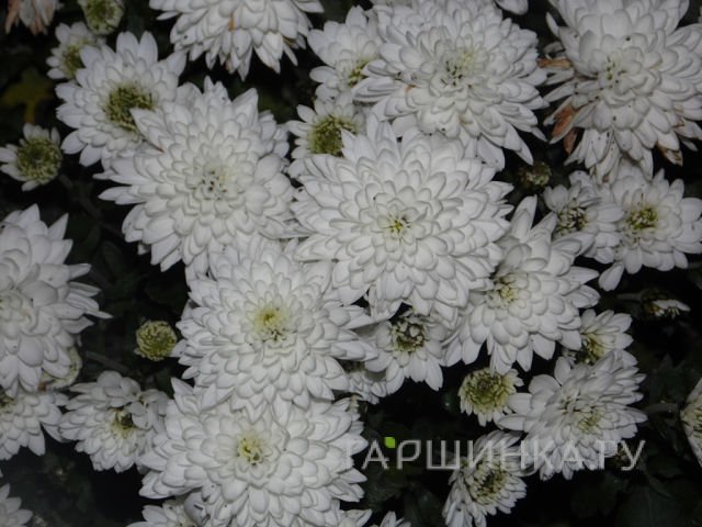 Хризантема мультифлора Бранфонтейн Вайт