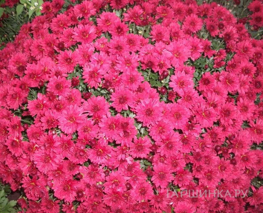 Хризантема мультифлора Бранкисс