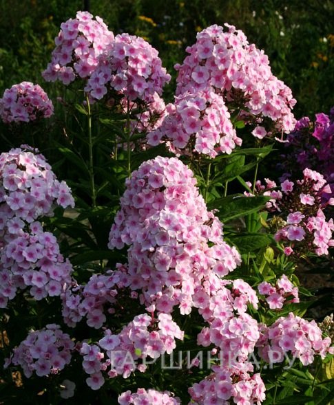 Флокс Брайт Айс метельчатый