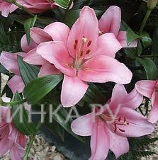 Лилия Бриндизи ЛА-гибрид/2шт