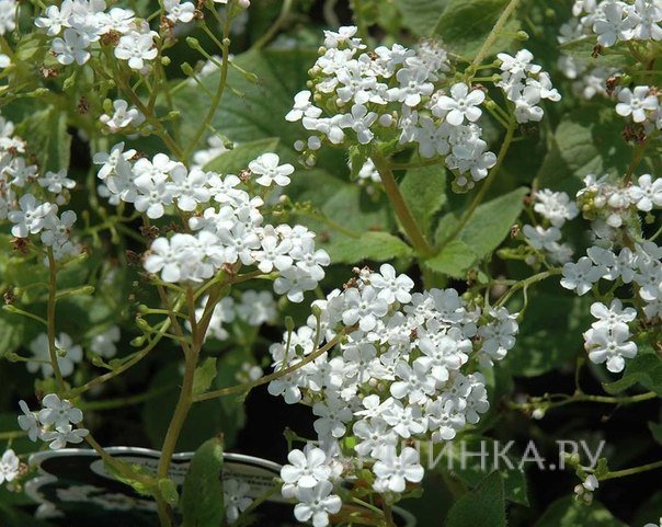 Бруннера Бетти Боуринг