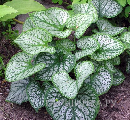 Бруннера Джек Фрост